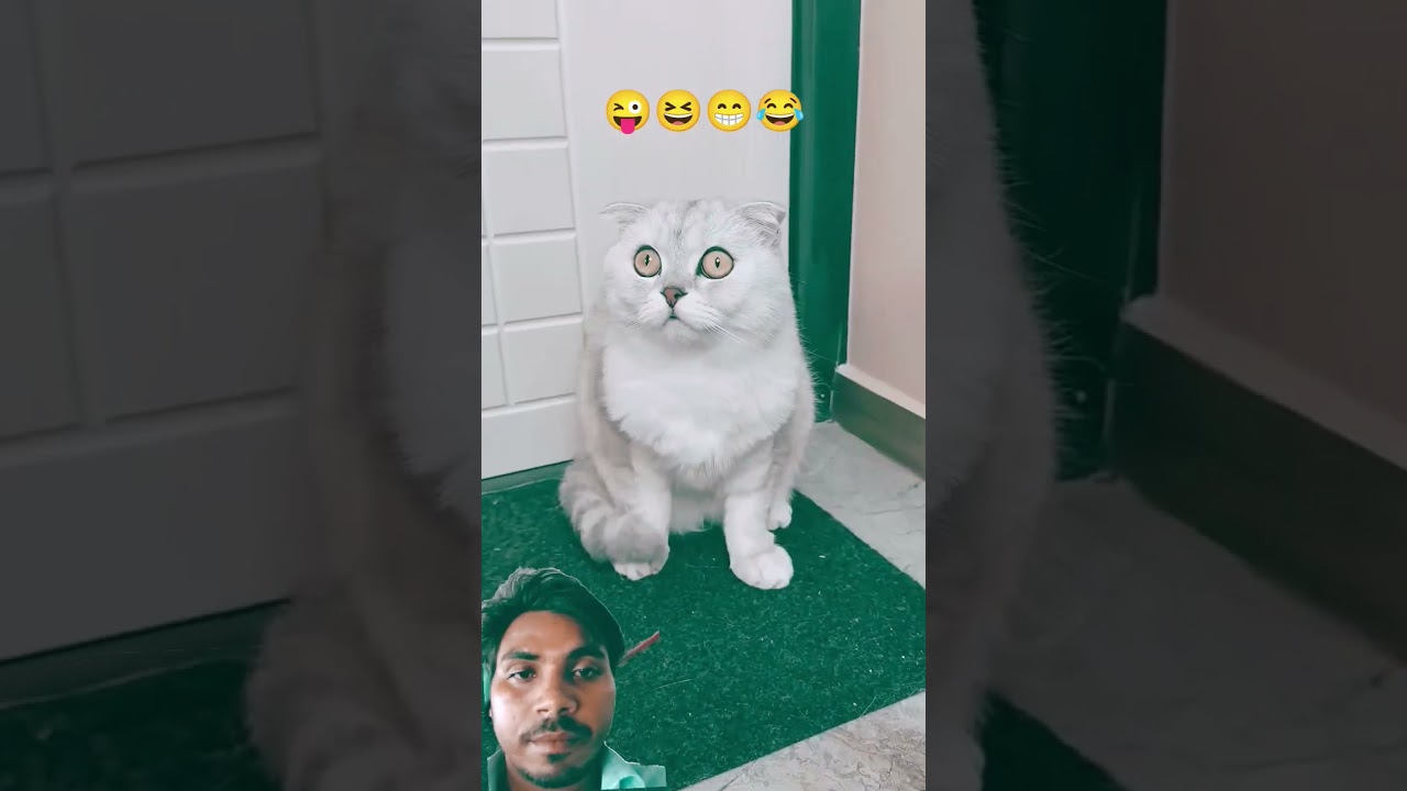 @Sonyakisa8 Sonyakisa8#cat #cats #pets