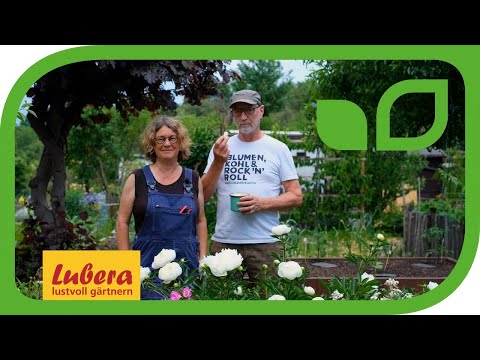 Video: Was ist eine Marshmallow-Pflanze - Pflege und Anbauanforderungen für Marshmallow-Pflanzen
