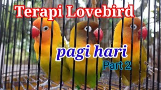 Download Lagu Terapi Lovebird Pagi Hari||Part 2 Download Lagu Terapi Lovebird Pagi Hari||Part 2