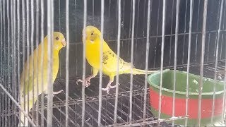 Love Bird Couple Beautiful Game Continues | Bird MEMES | cute bird | bird | love bird | SUNVI