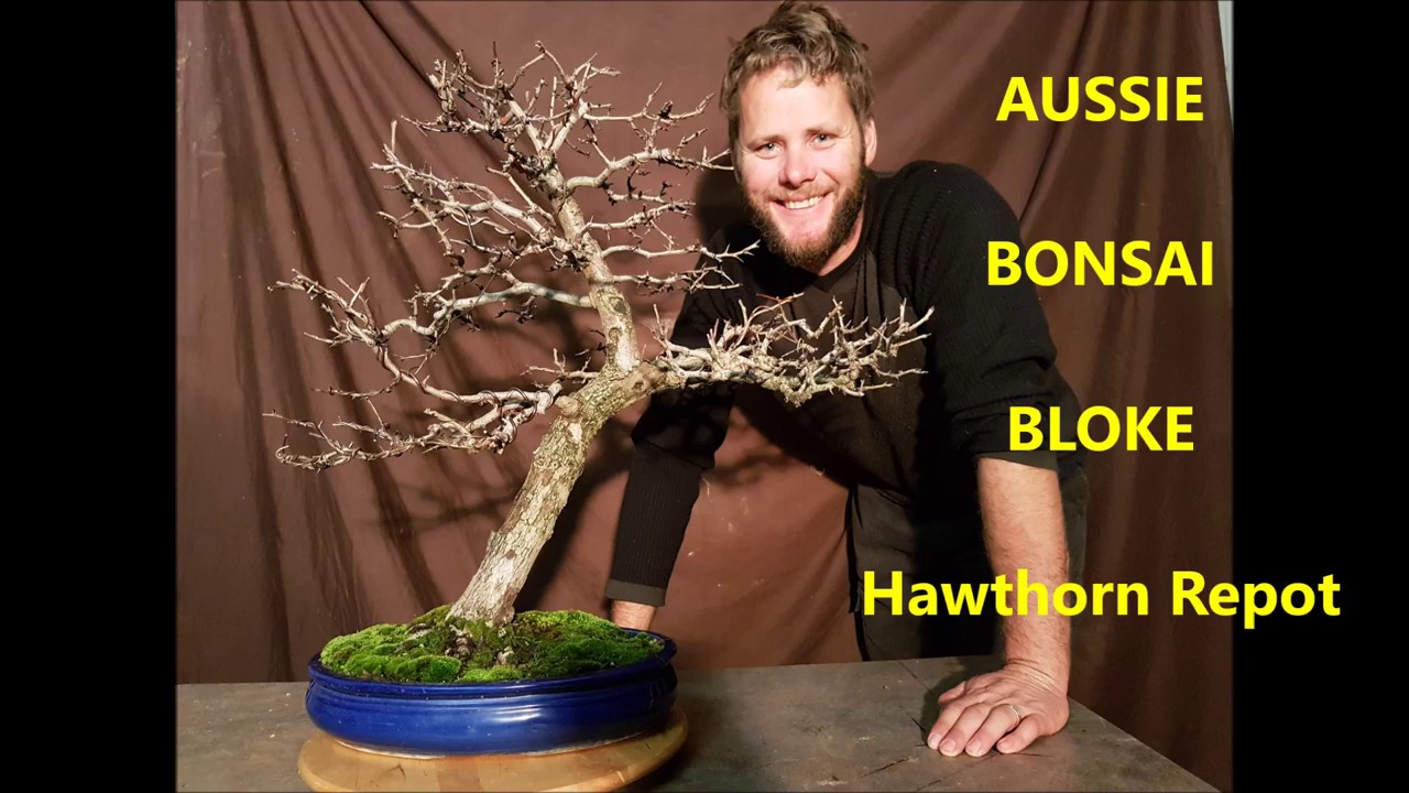 Aussie Bonsai Bloke. How to repot a bonsai. Repotting a hawthorn bonsai