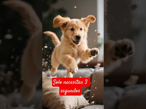Lo que este perrito hizo es increíble #perros #viral