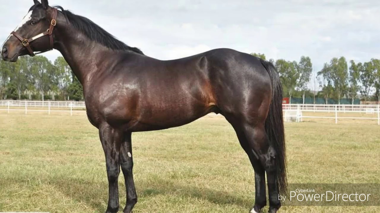 Sementales hijos de Corona Cartel