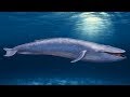 Płetwal Błękitny - największe zwierzę jakie kiedykolwiek żyło na Ziemi