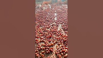 Dates🌰Processing | How to Make dry Dates | .#balochistan #satisfying #shorts #datefruit #dates #new