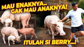 MAU ENAKNYA... GAK MAU ANAKNYA!! ITULAH SI BERRY!!
