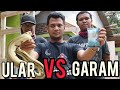 EXPERIMEN ULAR DI KASIH GARAM/LIHAT APA YANG TERJADI..!