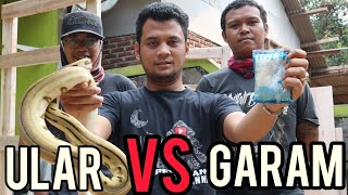 EXPERIMEN ULAR DI KASIH GARAM/LIHAT APA YANG TERJADI..!