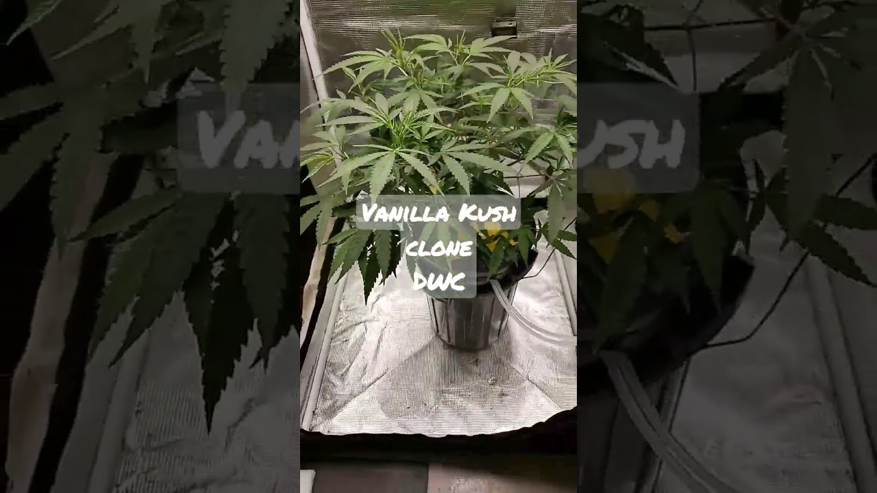Vanilla Kush clone in 1 gal DWC under a 