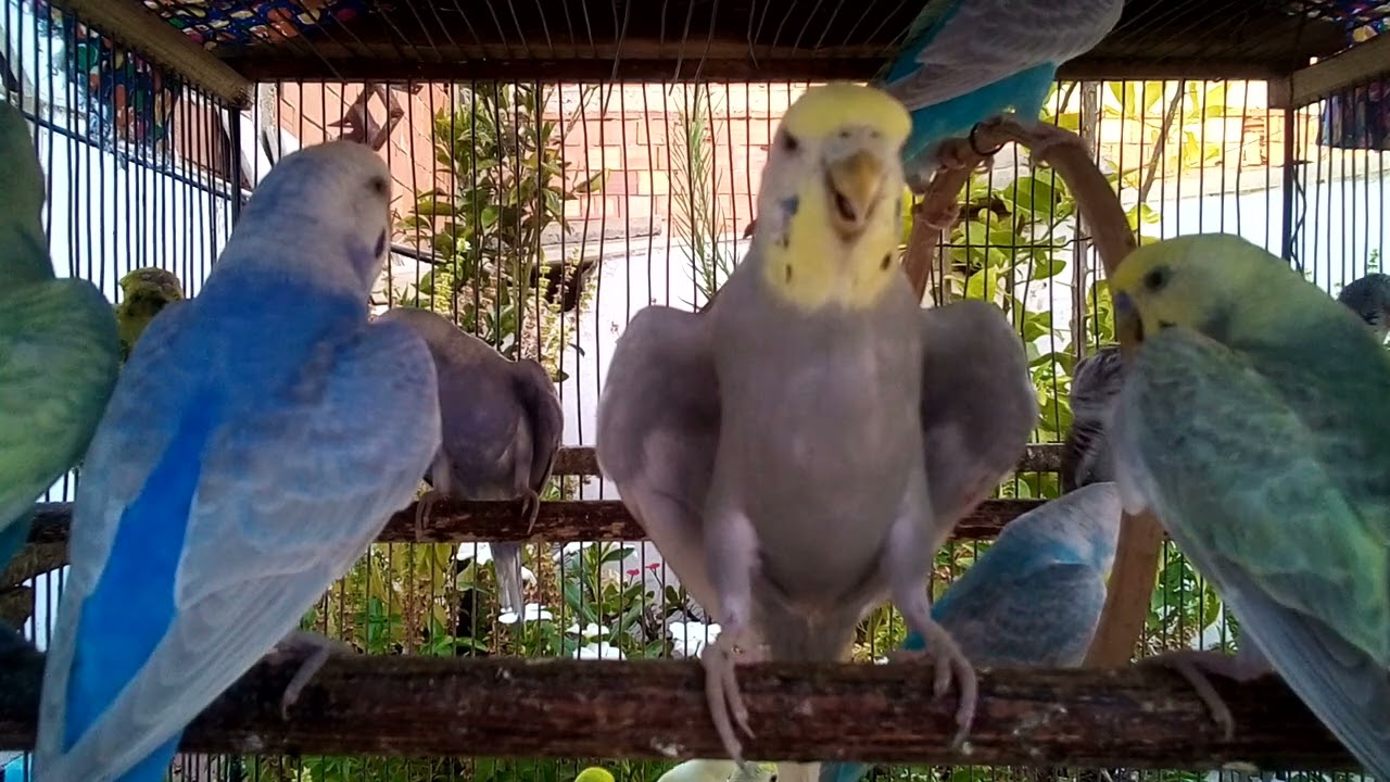 🦜 Watch Parrots Dance in Perfect Synchrony – No Music Needed!