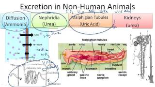 Comparing Excretion in Non-Human Animals
