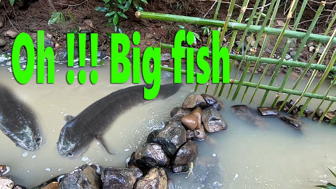 How to make a fish trap use bamboo to make simple and effective traps ...