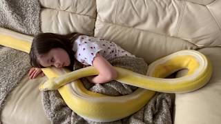 Chilling on the couch with 16ft Reticulated Python