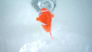 P1080488.MOV P1080488.MOV