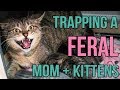 Reuniting a Feral Cat and Her Kittens!
