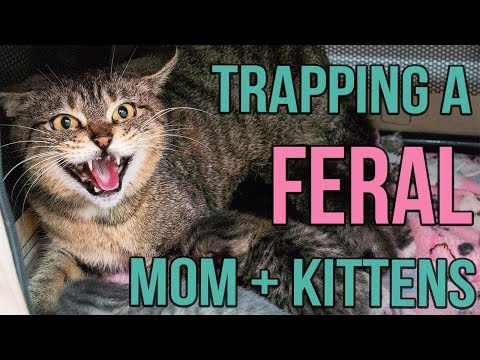 Video: Top 10 Purrfect Geschenke für Katzenliebhaber