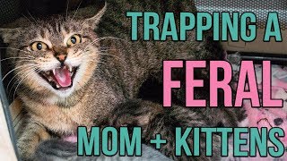 Reuniting a Feral Cat and Her Kittens!