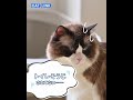 【ぼくが自動猫トイレに出会った日：自動ネコトイレ CATLINK SCOOPER PRO（キャットリンクスクーパープロ）】15秒動画 #Shorts