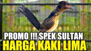 PROMO !!! MURAI TRAH PRESTASI KATURANGGAN MEWAH HARGA KAKI LIMA CALON HARGA PULUHAN JUTA