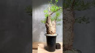 RISE-CAUDEX ONLINE STORE