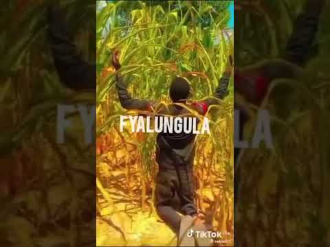 Chester   Fyalungula  Official Audio