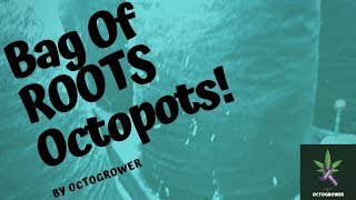 BAG OF ROOTS!!!!! | Octogrower