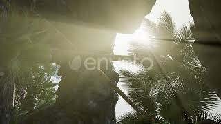 Vertical Shot of Tropical Cave at Sunset | Motion Graphics - Videohive template