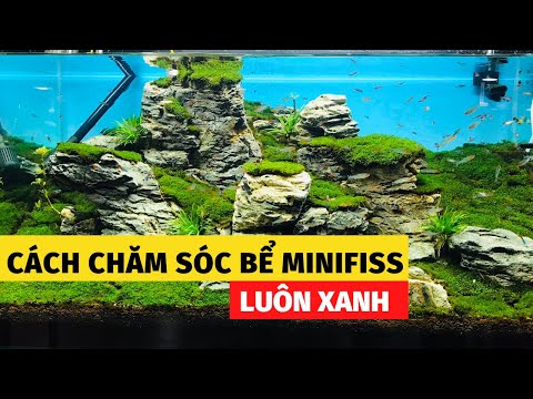 Video Bể rêu minifiss | cách chăm sóc rêu minifiss | Nguyễn... - youtube