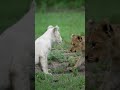 White lion cub tomfoolery | andBeyond Ngala | WILDwatch