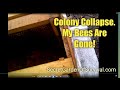 Colony Collapse  - My Bees Are Gone!