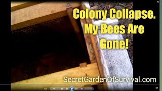 Colony Collapse  - My Bees Are Gone!