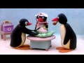Pingu Pingu İs Born Pingu Pingu İs Born