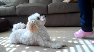 Miniature Poodle Tricks #3