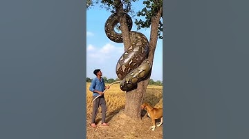rescue cow from giant python 😱 #cow #rescue #animals