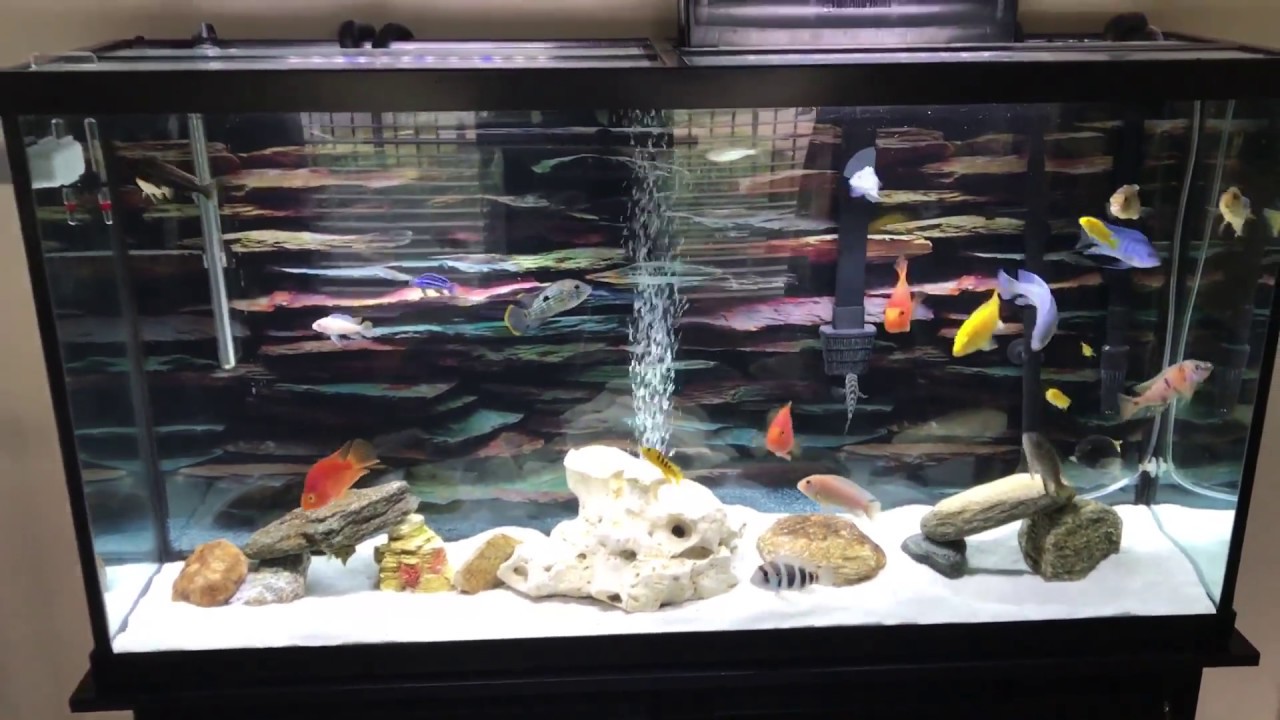 African Cichlid / new decor YouTube