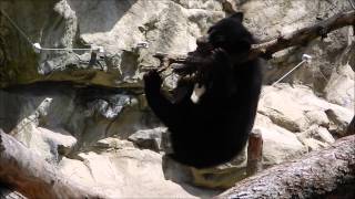 Andean Bear Cubs 4/17/15