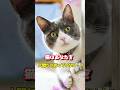 猫はあなたを人間だと思っていない!? #保護猫 #猫のいる暮らし #ネコ