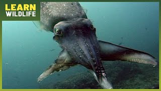 South Seas Survival - Untold Battles and Wonders of Ocean Life