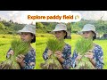 Exploring paddy field | 📍Guru bandha Arunachal pradesh |