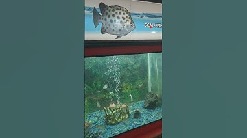 Scat Fish Swarm in Zoo Aquarium! 😲🐟 | Nature