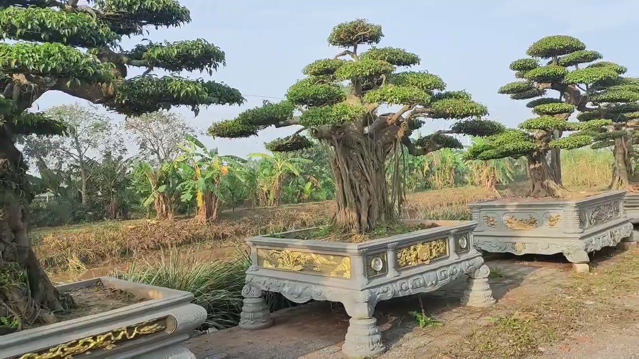 Cây thanh lý ngày 21-12 ☎️ 0348.319.923 