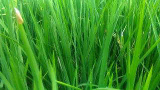 Awas.... Serangan Hama Penggerek Dapat Menurunkan Hasil Panen Padi