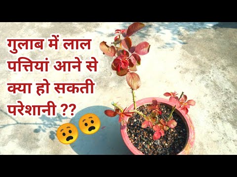 वीडियो: मेरे डेजर्ट रोज पर पत्ते भूरे रंग के क्यों हो रहे हैं?