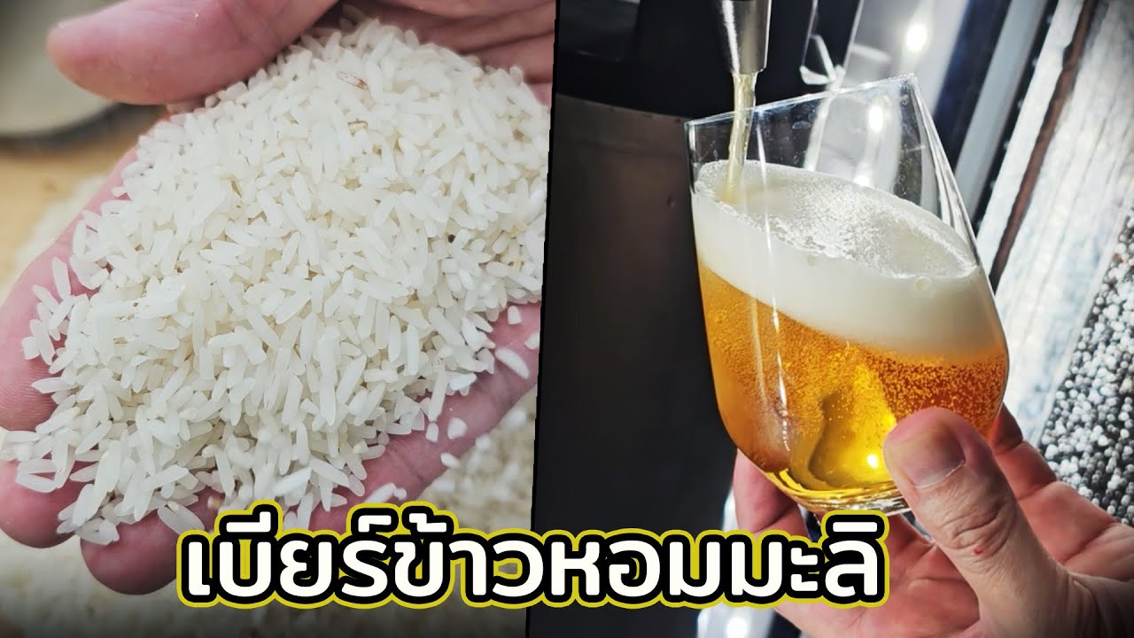 วิธีทำเบียร์ข้าวหอมมะลิ