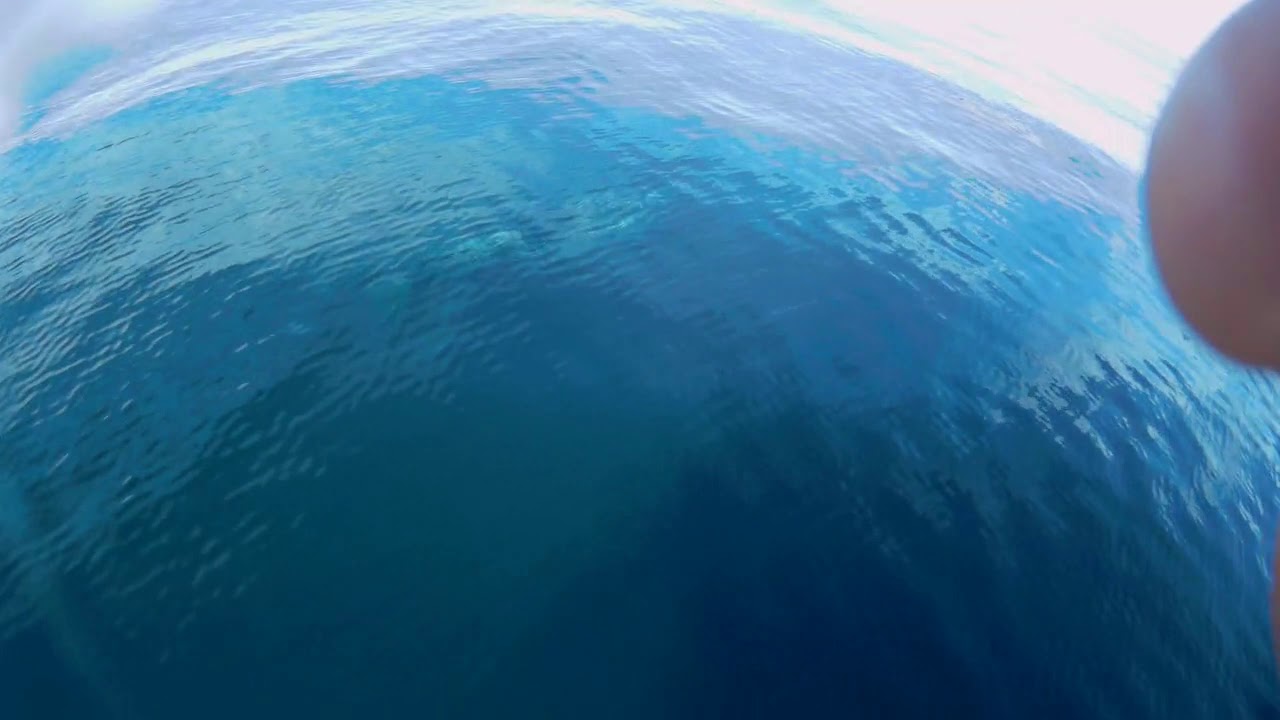 rissos dolphin speeed