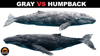 What is the Difference Between Gray Whales and Humpback Whales?