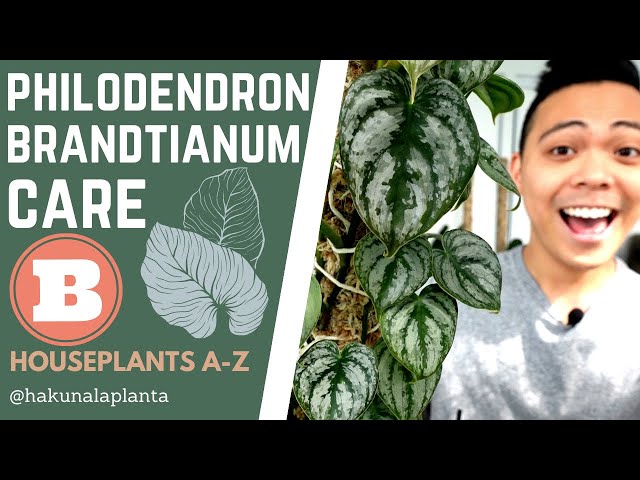 Philodendron Brandtianum Care Tips (Houseplants A-Z) - YouTube
