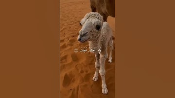 اذا الشمس كورت | قران كريم | سورة التكوير | عبد الباسط عبد الصمد (رحمه اللّٰه) 💙🕊🌿🌿 #quran