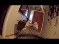 What Does My Husky Do When Home Alone? *GoPro Spy Footage*