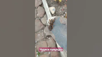 Какие разные насекомые. Красивые, полезные и вредные, даже очень